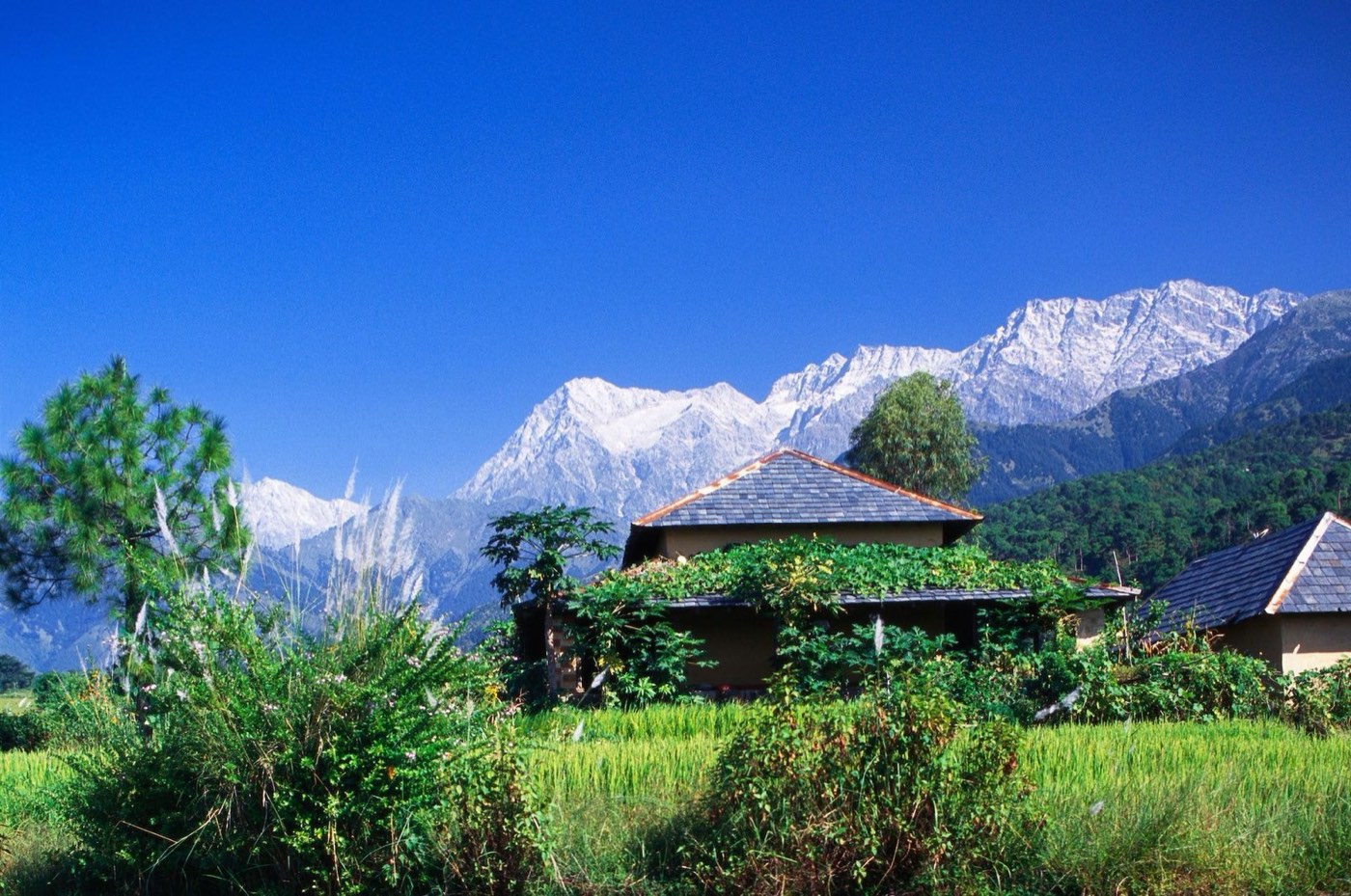 Deluxe hotel Dharamshala McLeodganj tour package
